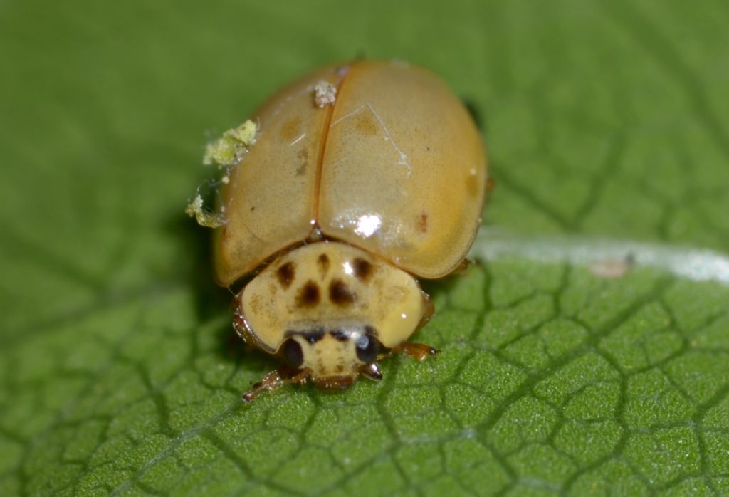 Adalia o Harmonia? Larve di Harmonia sp.e forse adulti di Adalia decempunctata